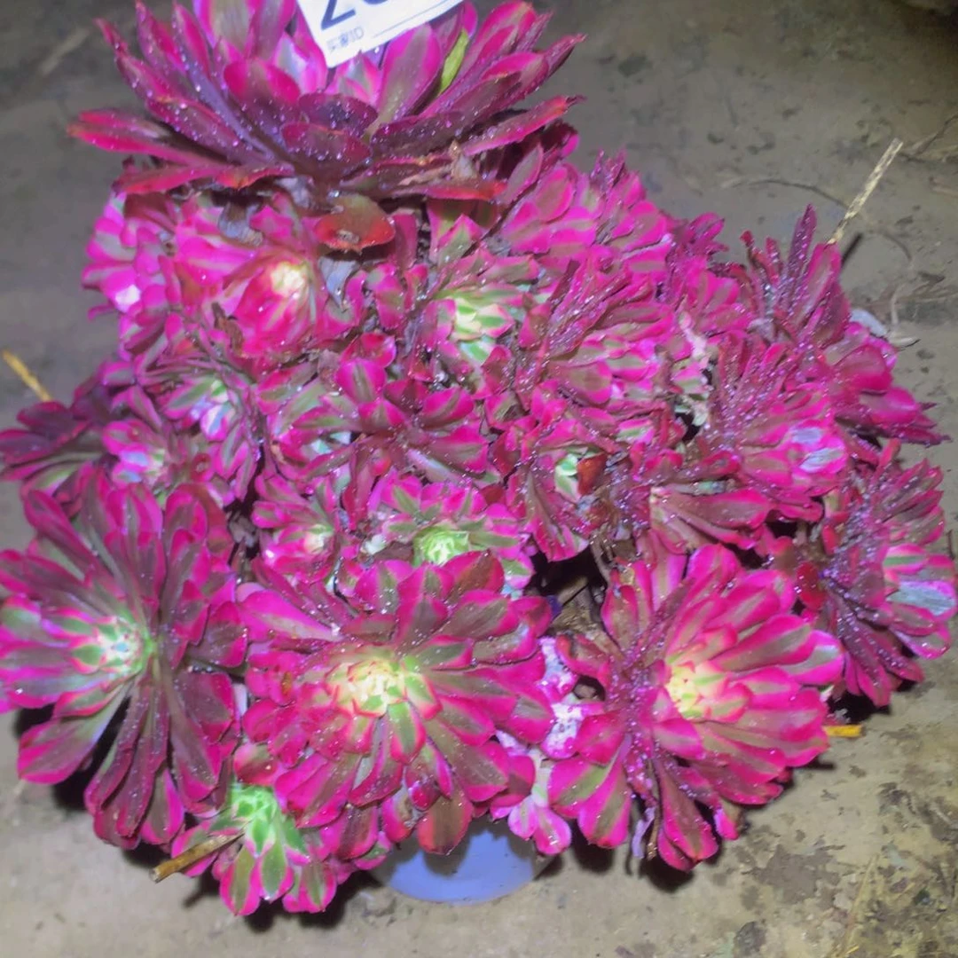 法师多肉植物268