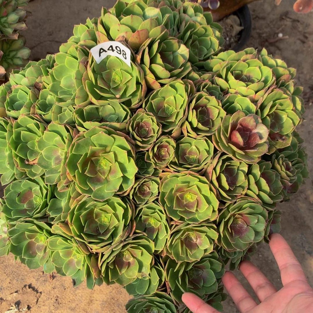 法师多肉植物498