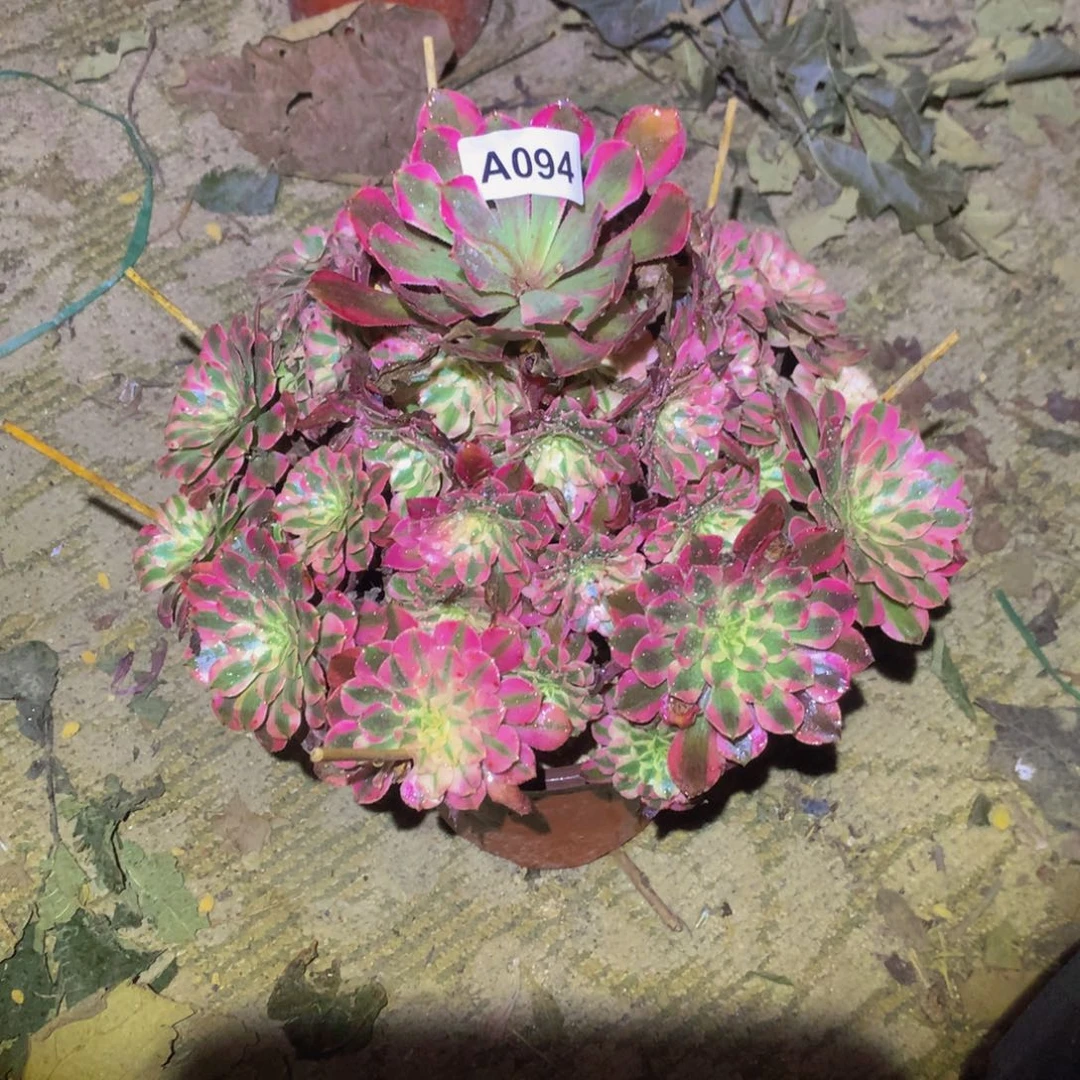 淡*法师多肉植物094