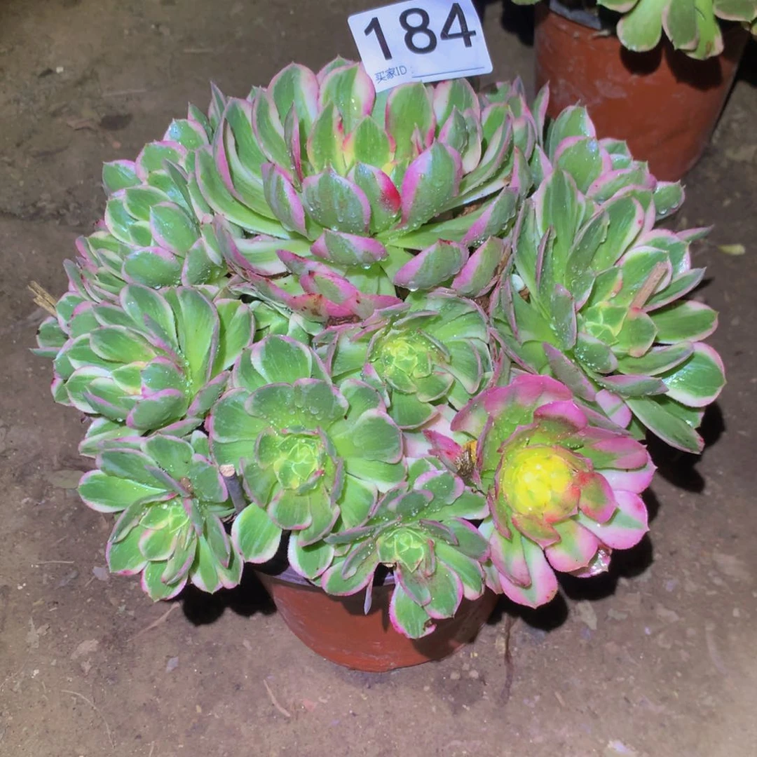 可**贝法师多肉植物184