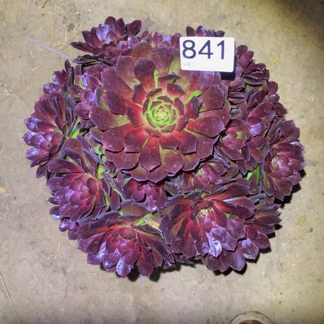 法师多肉植物841