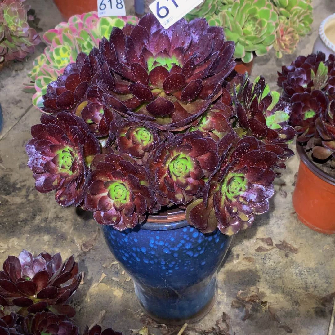 家*看法师多肉植物619