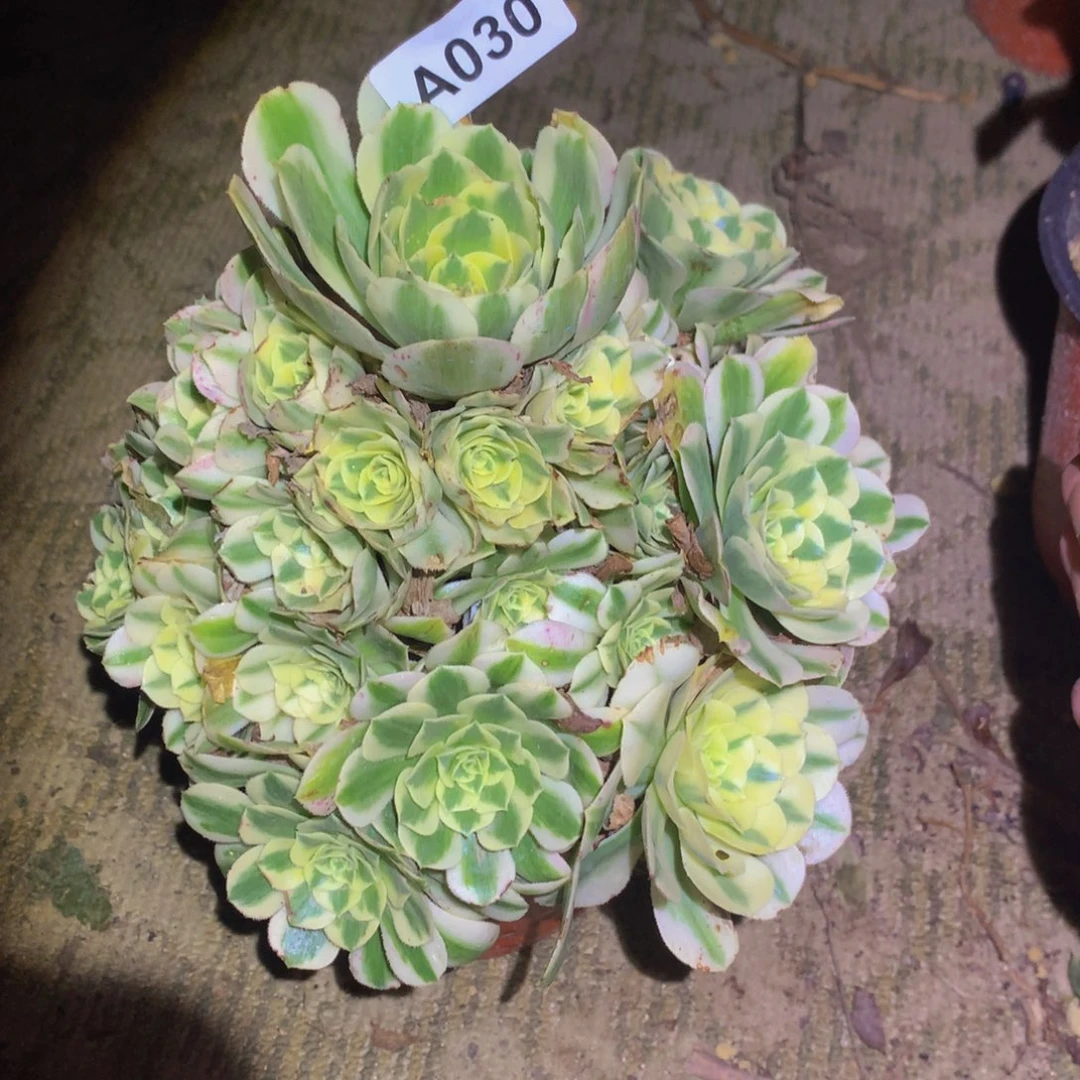 法师多肉植物030