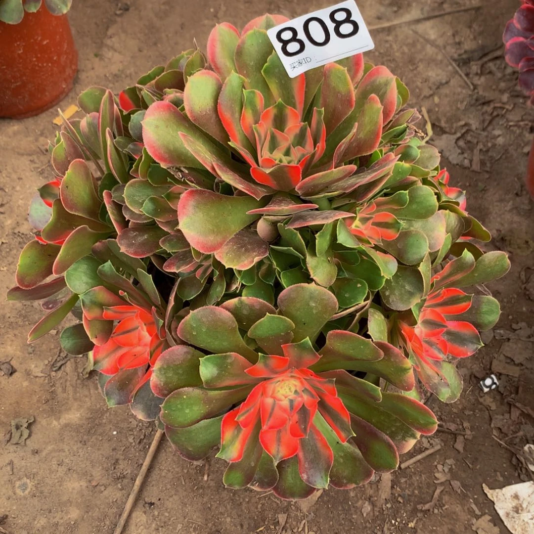 人**凡法师多肉植物808