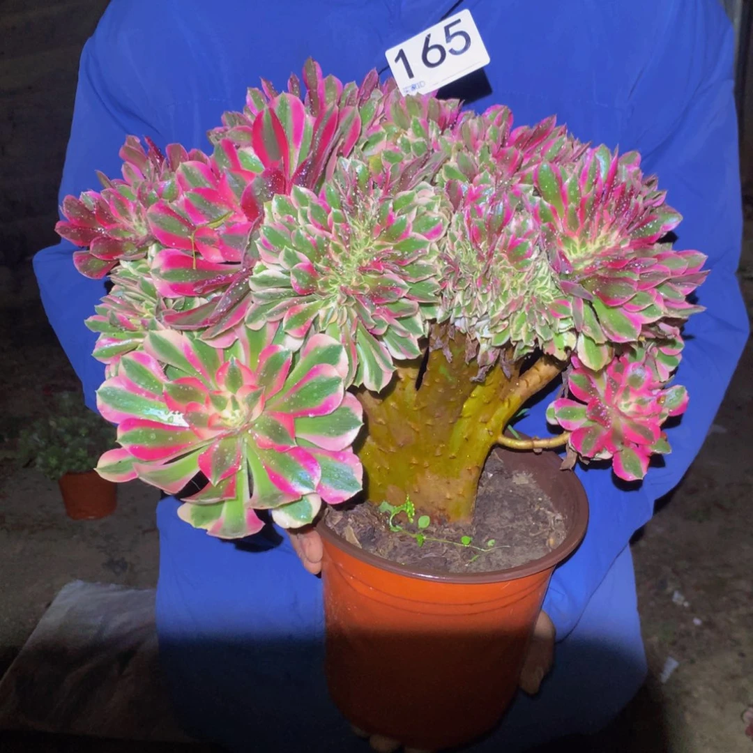 法师多肉植物165