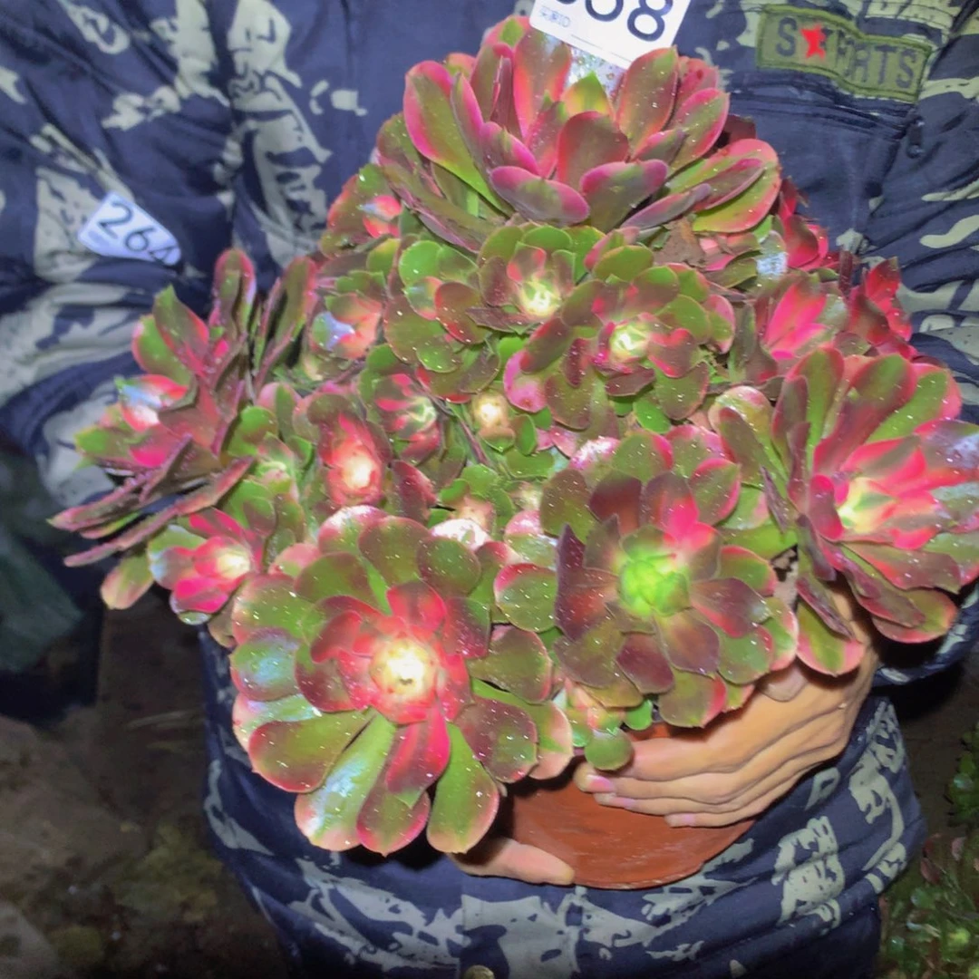 法师多肉植物358