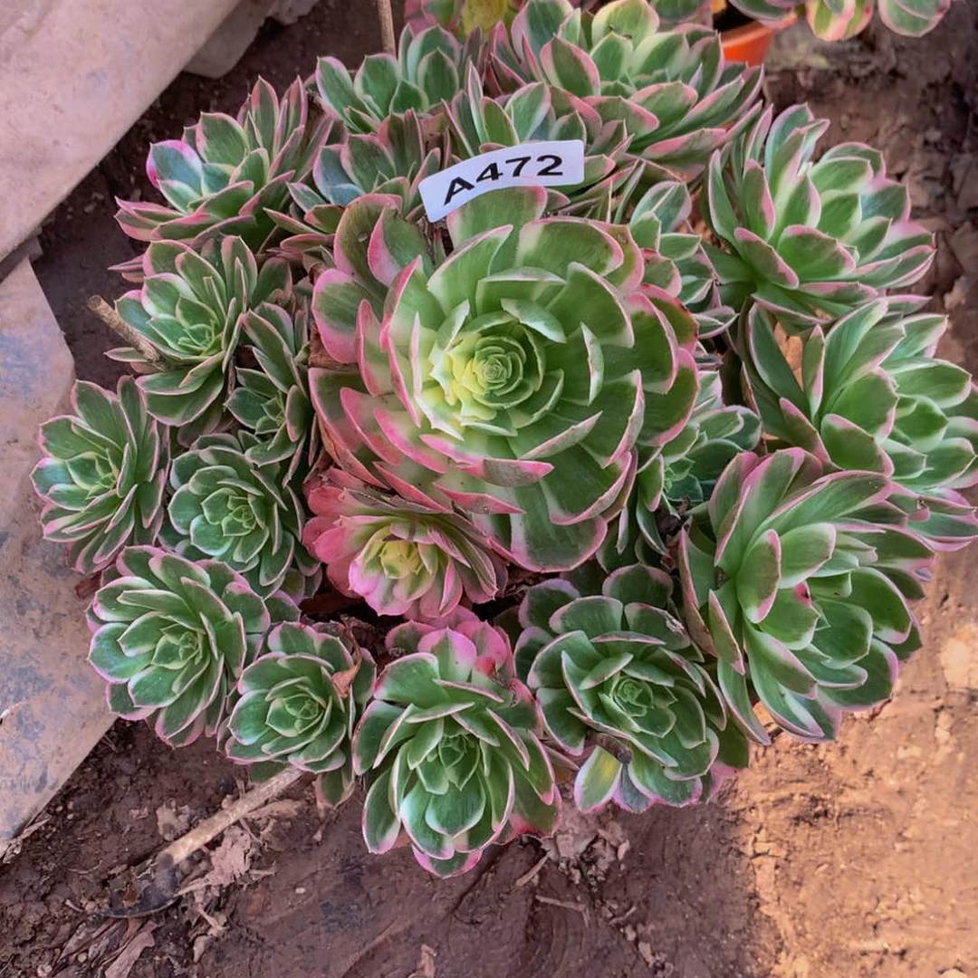 听*哥法师多肉植物472