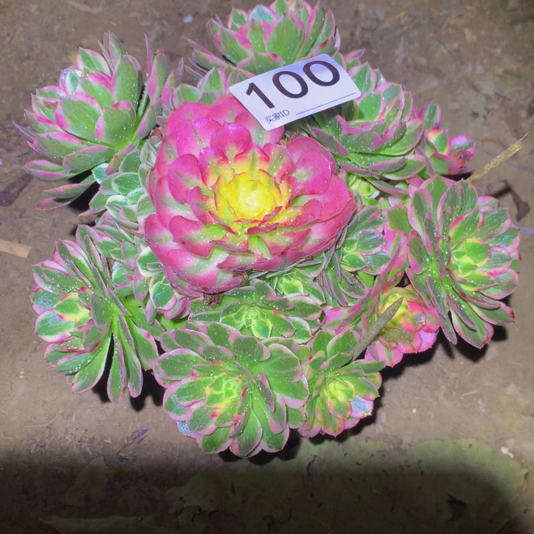 法师多肉植物100