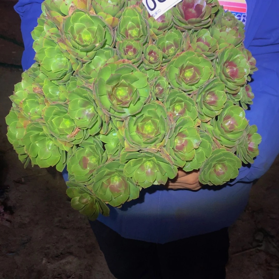 A***宝法师多肉植物067