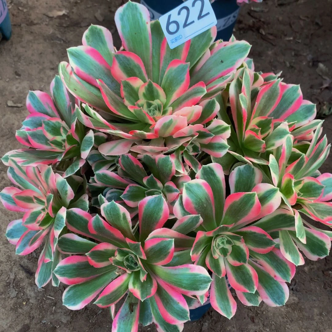 阿*法师多肉植物622