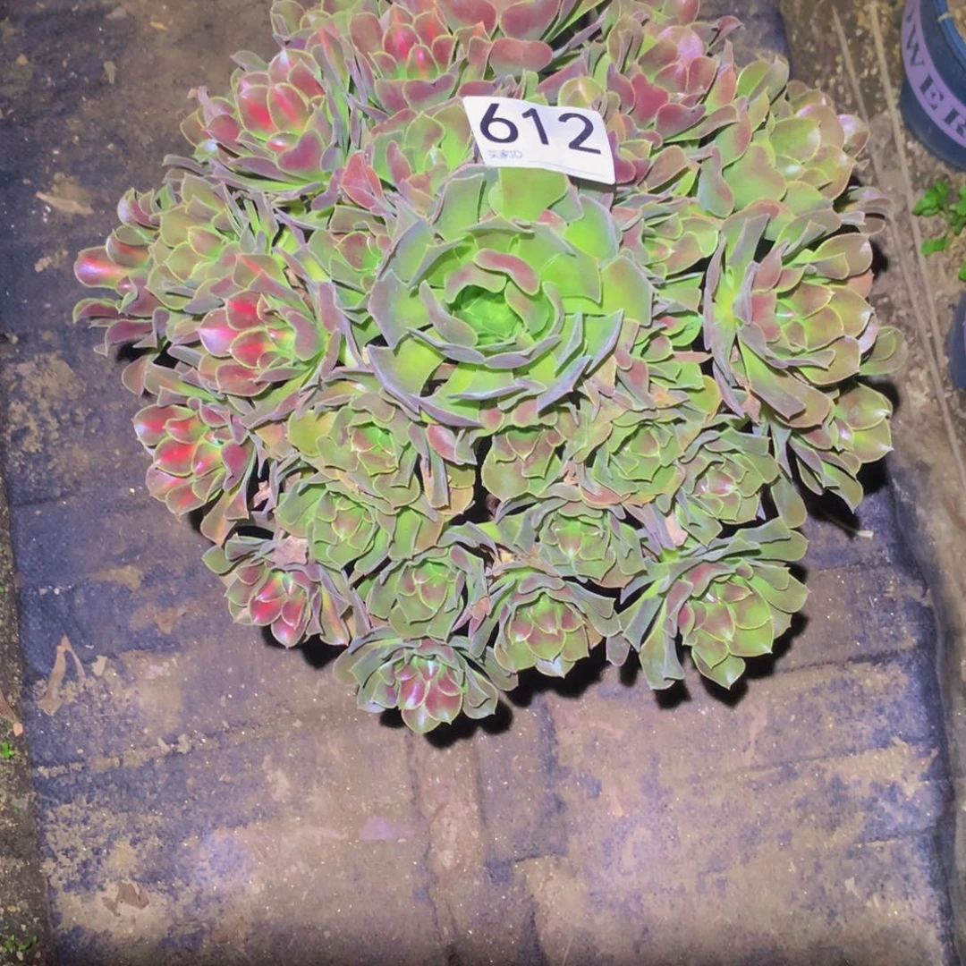 虹*妹法师多肉植物612