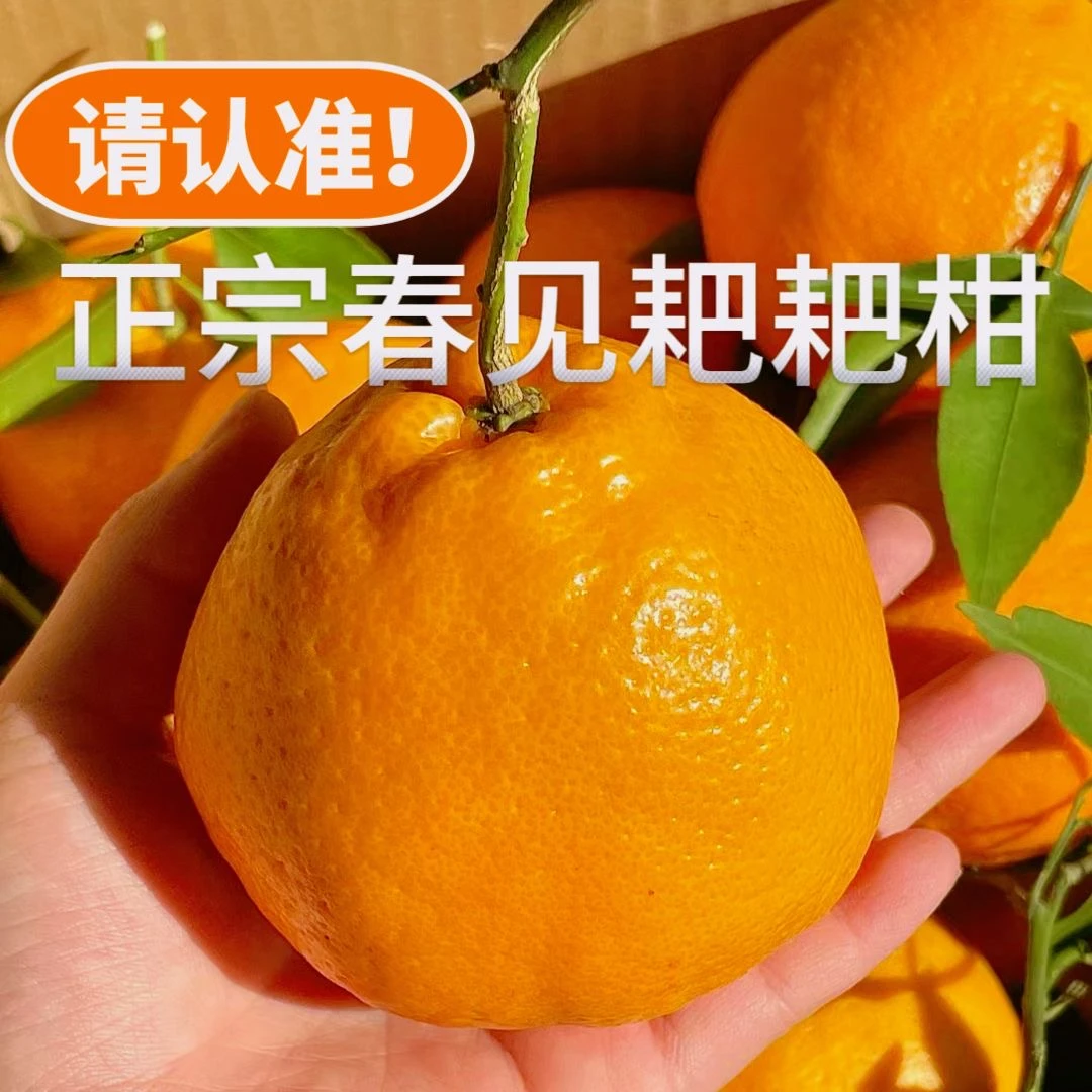 正宗春见耙耙柑柑橘纯甜桔子柑子新鲜应季水果特产皮薄多汁1-8斤