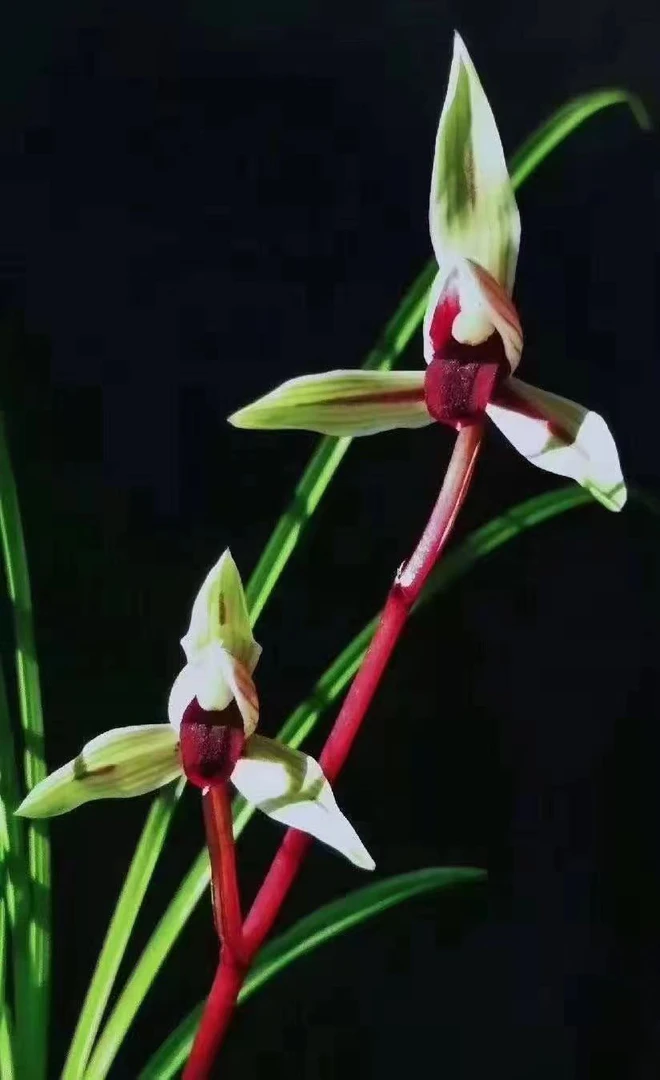 云南兰花一物一拍