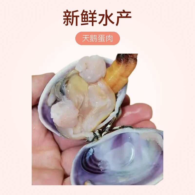 【渔岛二姐】大蛤肉 紫房蛤肉 天鹅蛋肉（冻发）