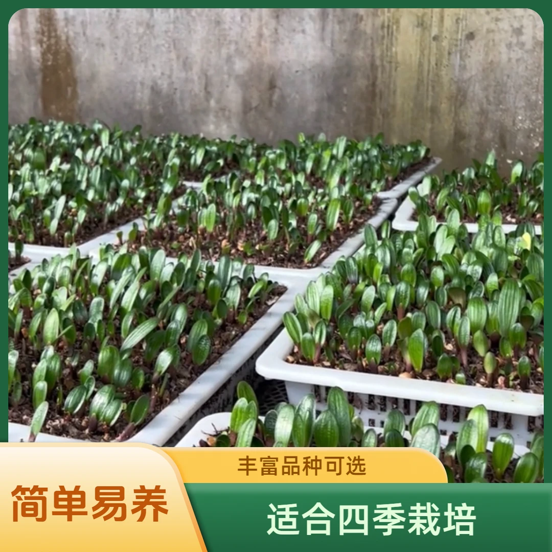 莹姐精品君子兰（48.8）直播间一花一拍绿色室内种植发货