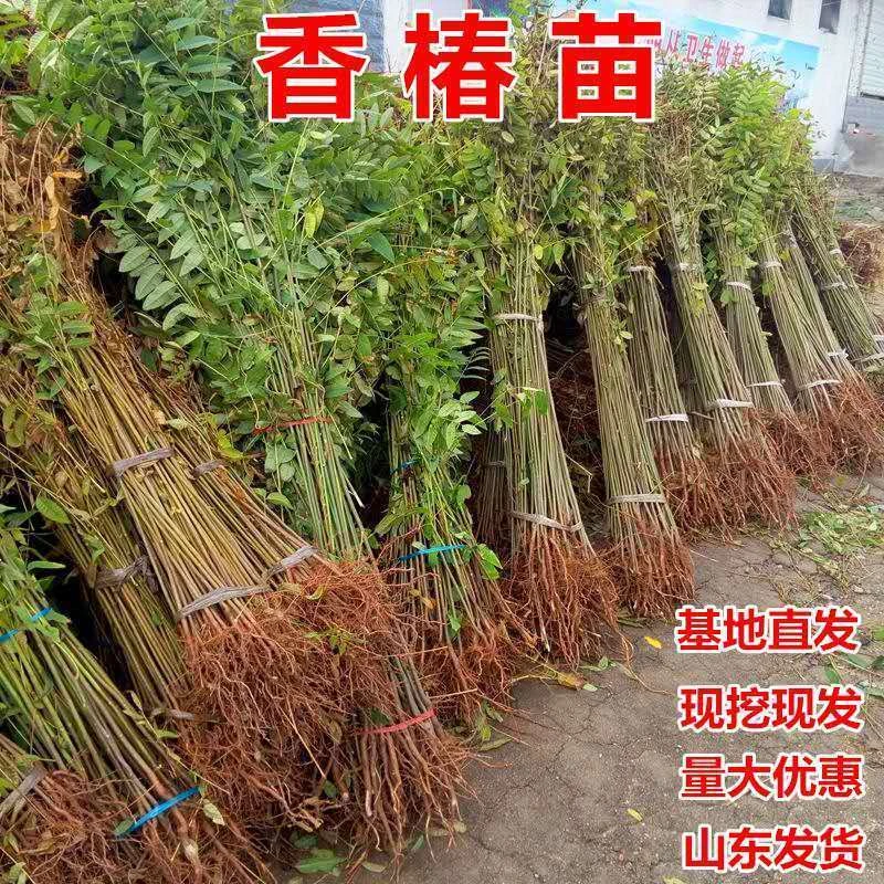 红油香椿苗树绿油香椿树苗产量高四季食用椿树苗盆栽地栽器朗苗圃