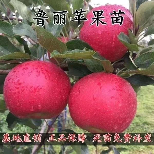 早熟新品种鲁丽苹果树苗嫁接冰糖心苹果苗特大超甜苹果苗器朗苗圃