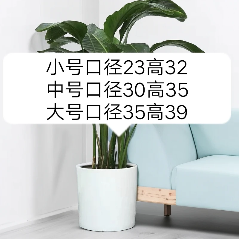 白直筒网红简约大花盆发财树金钱树虎皮兰天堂鸟散尾葵绿植室内