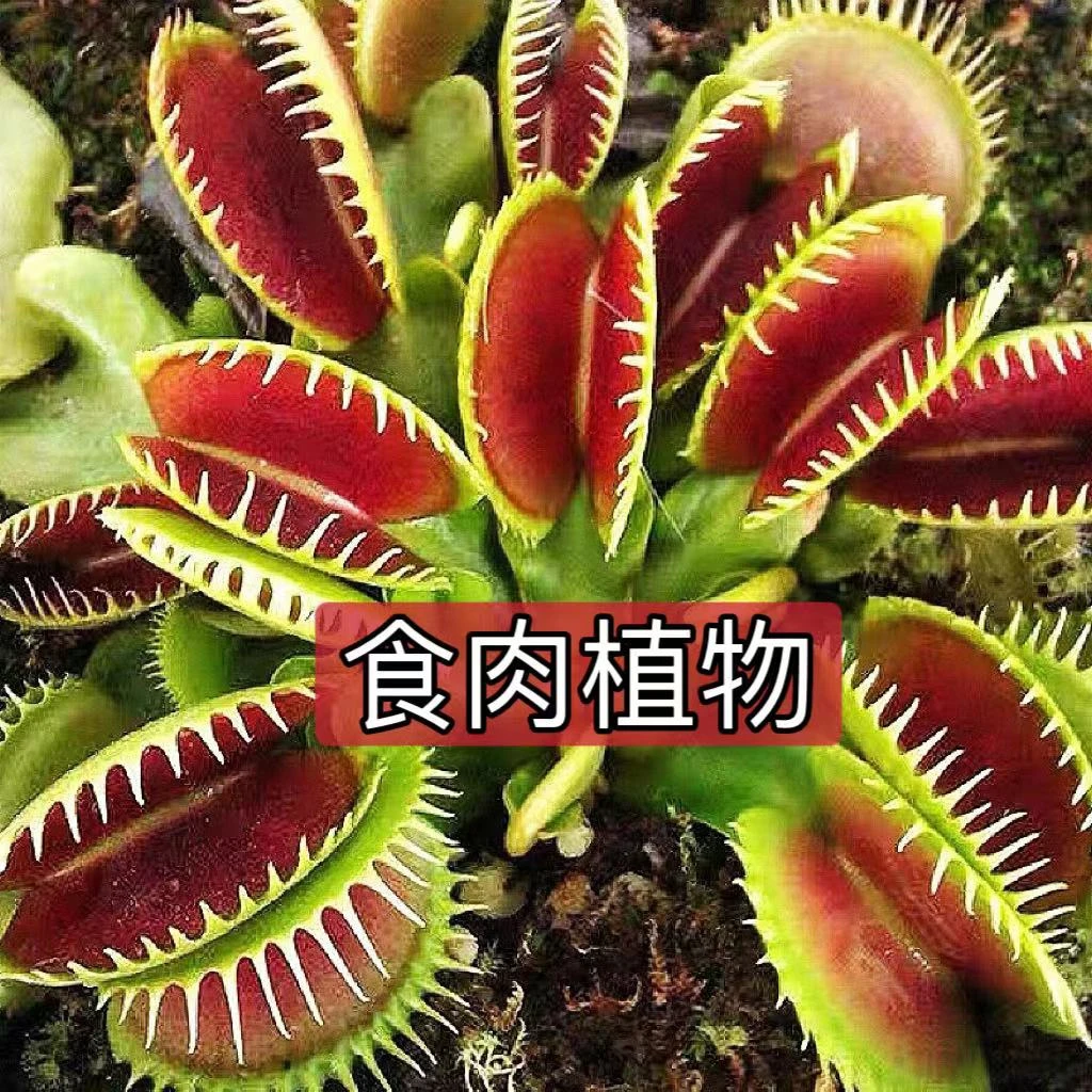 驱蚊植物捕蝇草捕蚊草猪笼草毛膏菜食肉植物趣味儿童生日礼物好养