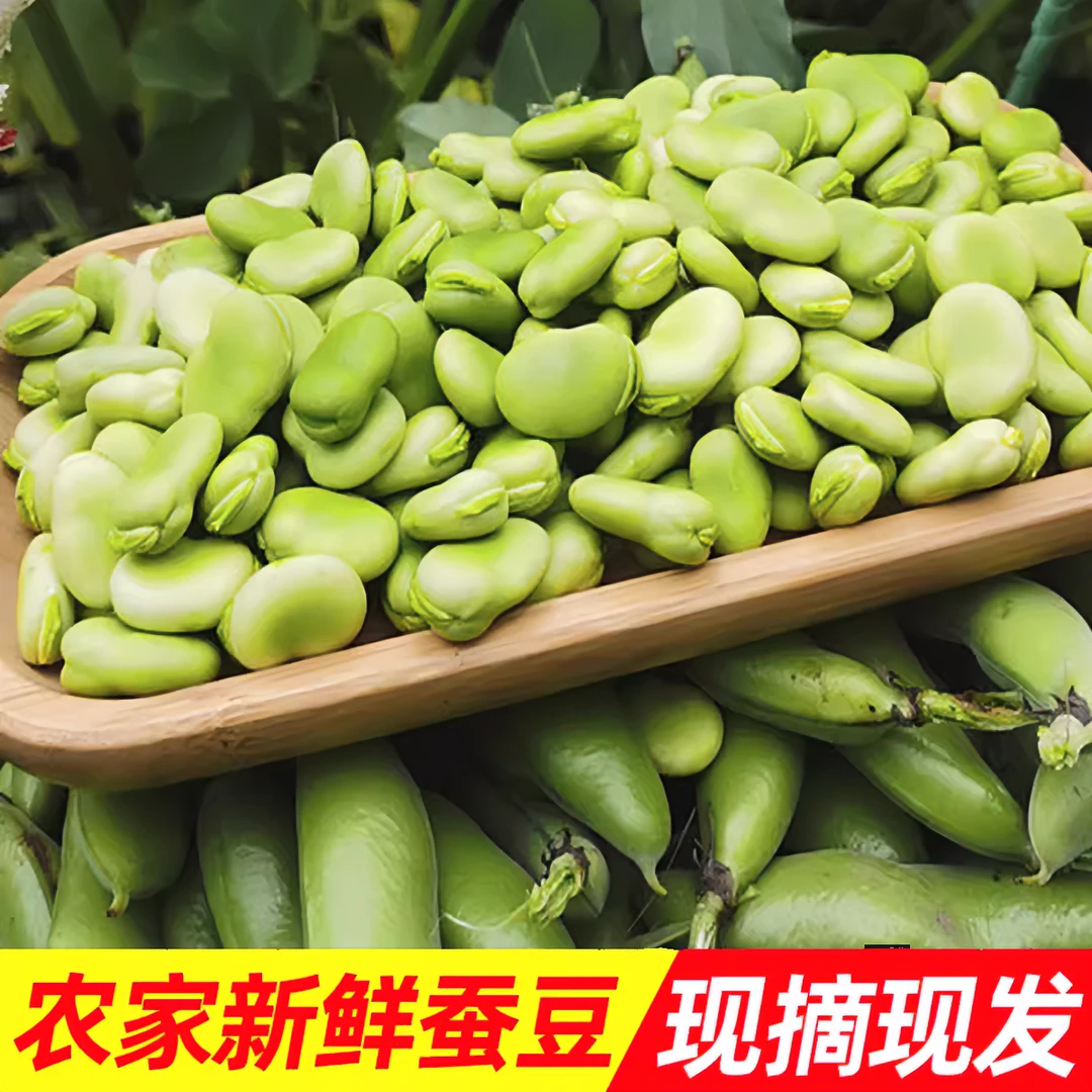 江苏蚕豆新鲜蔬菜生蚕豆豌豆豆角1/3/5斤鲜蚕豆带壳胡豆当季整箱