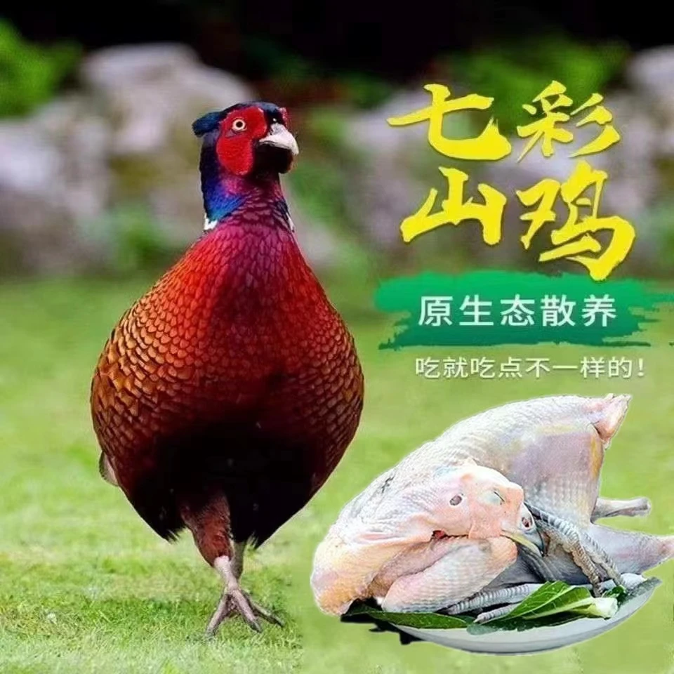 买一送一农家七彩山鸡新鲜山鸡肉净膛老母鸡土鸡发2只净重3.5-4斤
