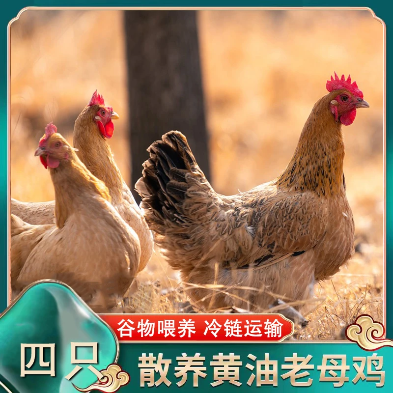买三送一到手4只两年黄油老母鸡 4只带内脏毛重13斤多净重8斤多