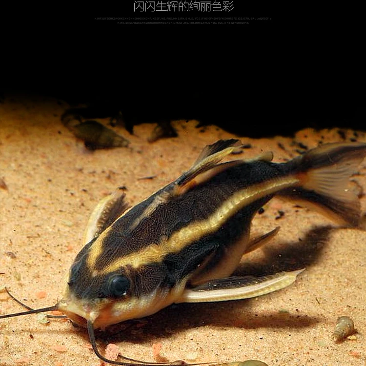 笑猫泰国进口老鼠鱼笑脸猫水族底层鱼清道夫热带观赏宠物鱼活体鱼