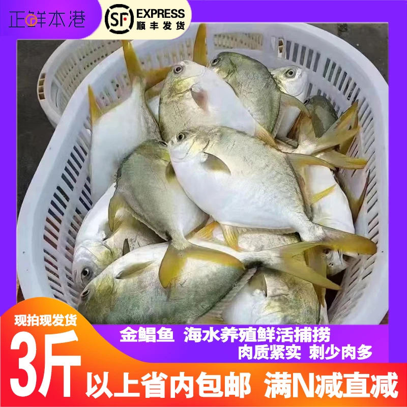 金鲳鱼海水养殖鲜活捕捞金昌鱼新鲜洗杀完（称重）真空包装冷链发货