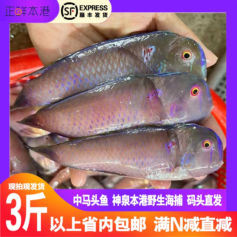 莺歌鱼神泉本港野生海捕新鲜精挑中马头鱼肉质鲜嫩香煎冷链发货
