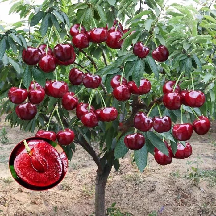 嫁接车厘子树苗新品种樱桃树苗南方北方种植四季种植盆栽地栽果树