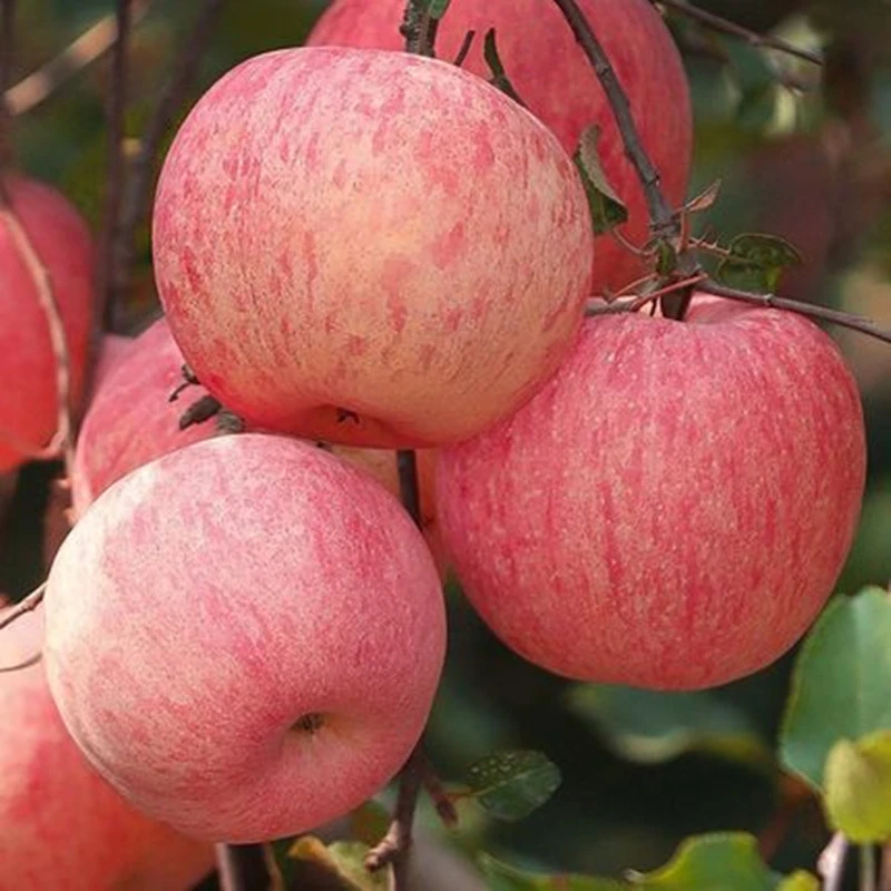 矮化红富士苹果苗新品种冰糖心苹果树苗现挖现发南方北方种植