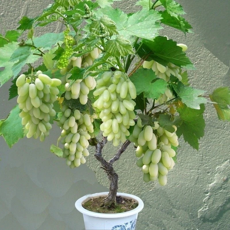 新品种蓝宝石葡萄苗晚熟巨峰葡萄树苗四季种植南方北方种植庭院种