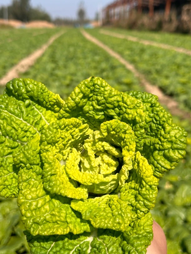 【精品黄心菜送香菜】霜打乌塌菜农家人工挑选精品直发