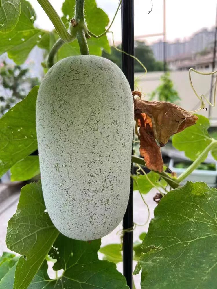 【水果小冬瓜 5斤装】新品小冬瓜品相好现摘现发新鲜产品