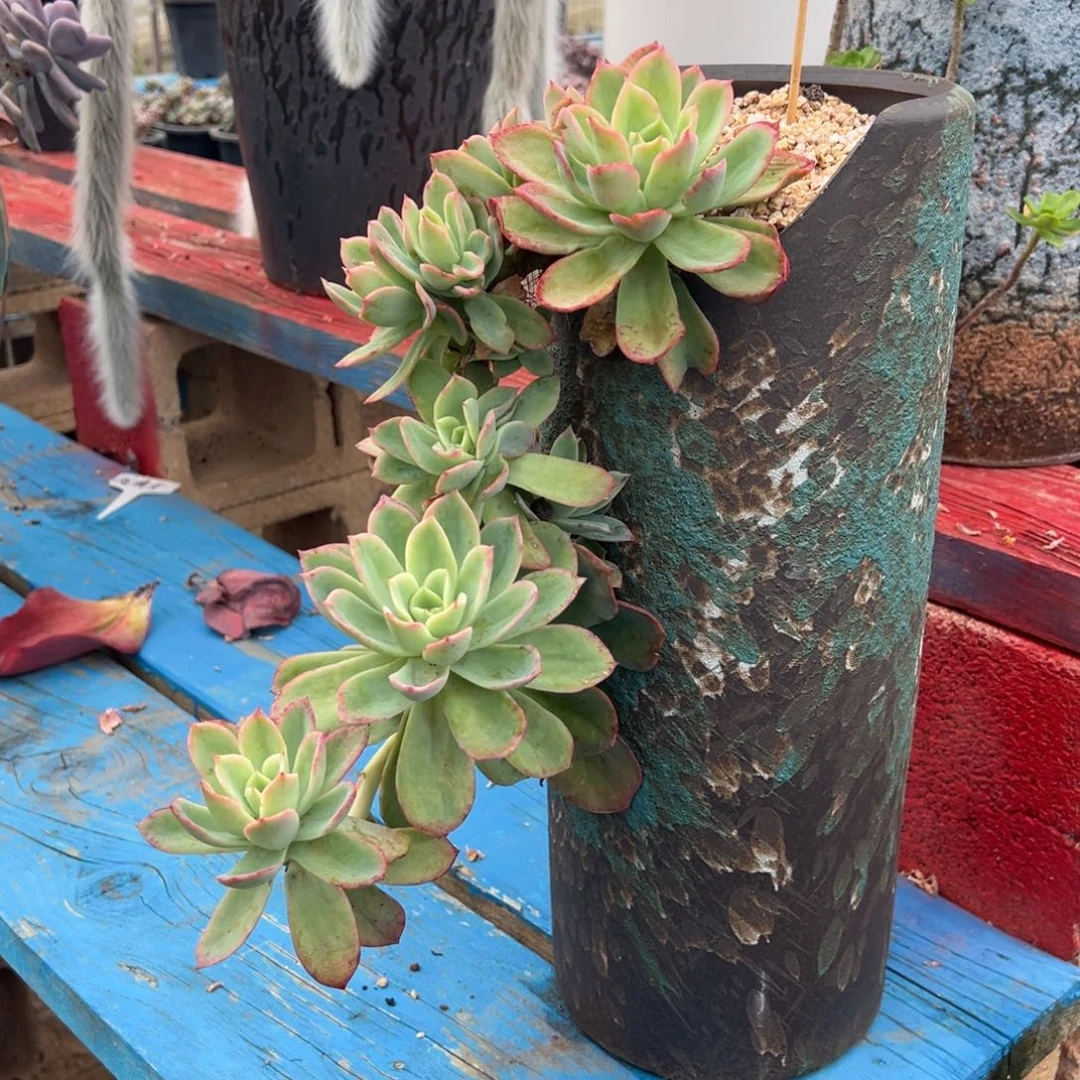 造型乔依多肉植物