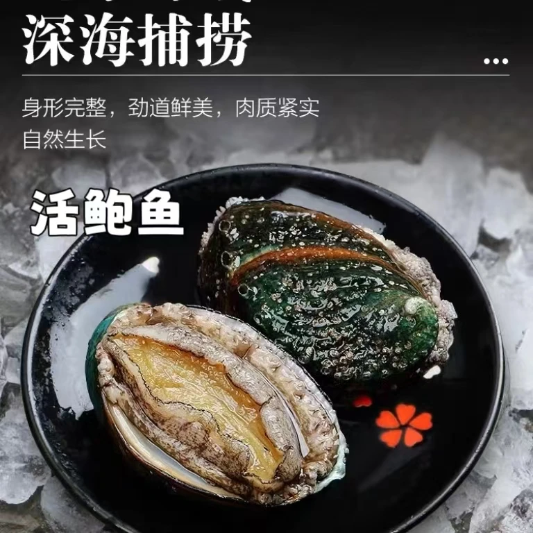1只海捕野生活鲍鱼9头鲍