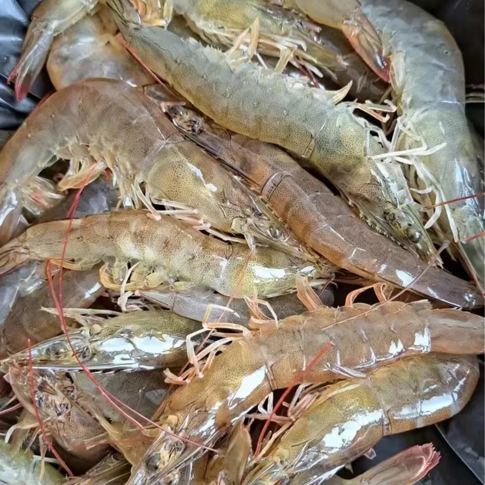 新鲜青虾（柘城)