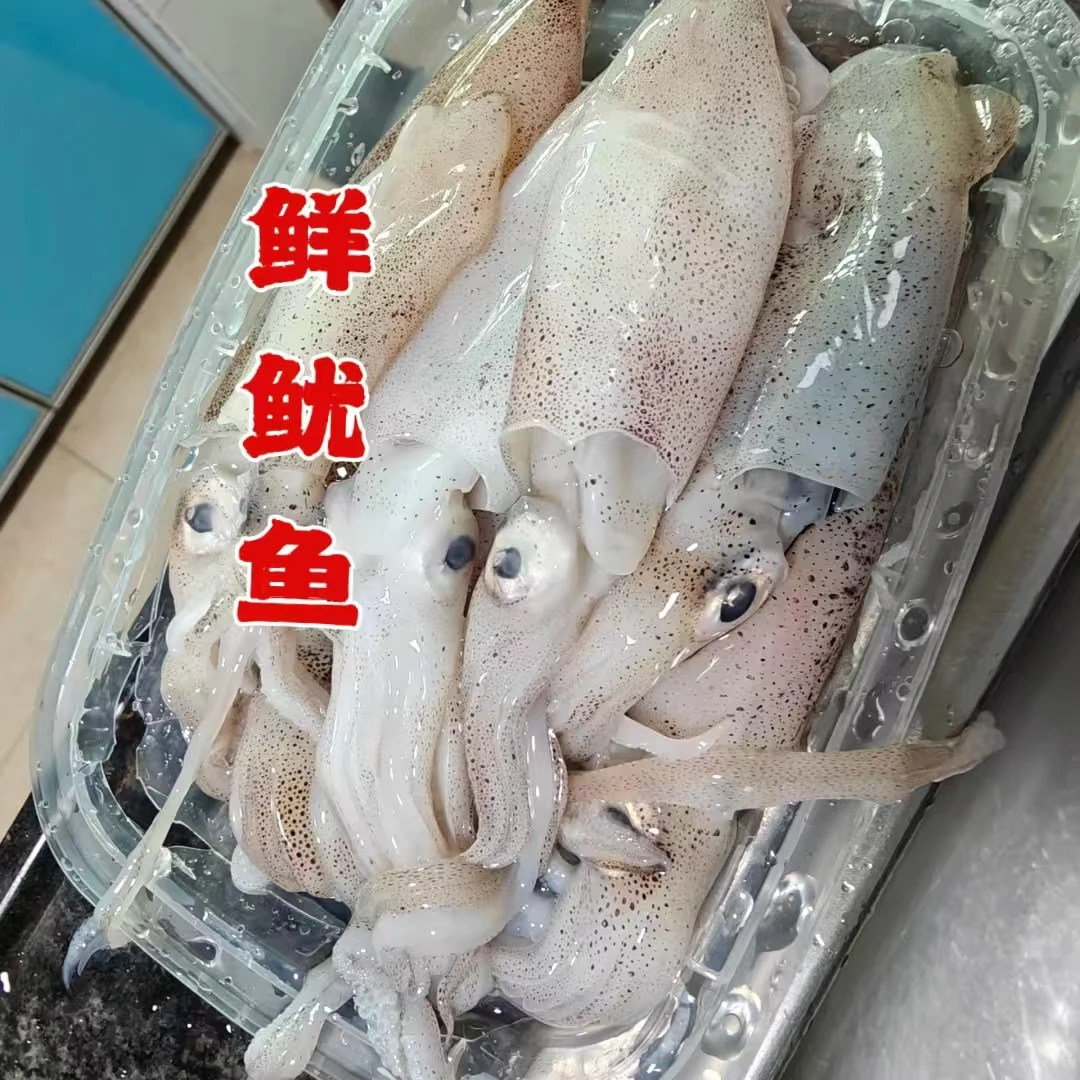 1斤2个左右精品冻大鱿鱼野生海捕整只鱿鱼鱿鱼须