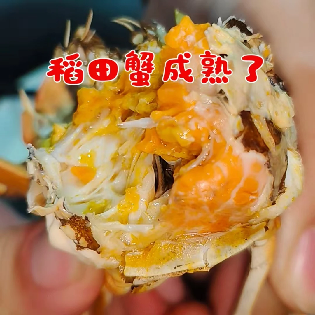 正宗盘锦稻田蟹全母1.1-1.4两包活签收10分钟查看死蟹包赔，柘城