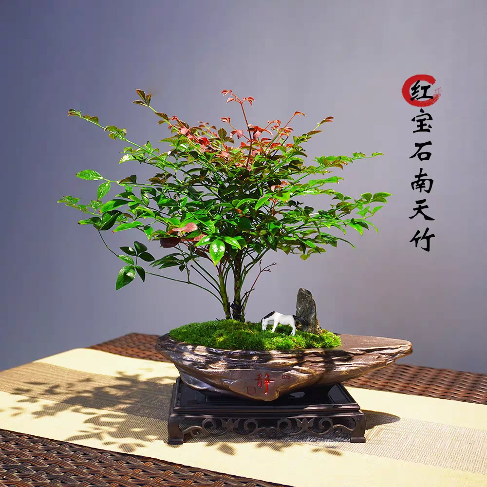 红宝石南天竹含陶瓷盆高约20cm