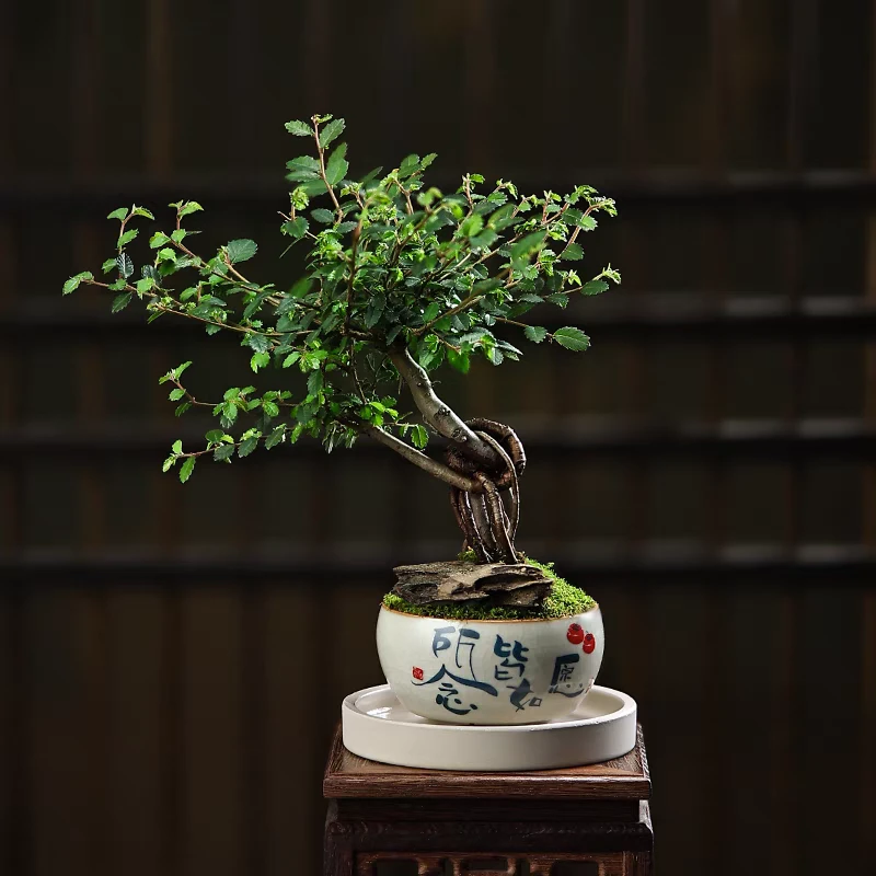 磨砂紫砂盆骆驼榆树含盆高约15cm