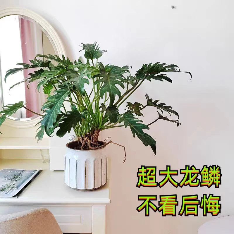龙鳞小天使5年桩绿植盆栽含盆高约50cm