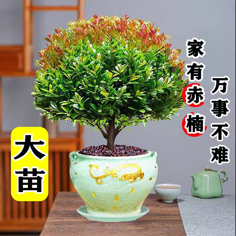 大盆小叶赤楠含盆高约25cm