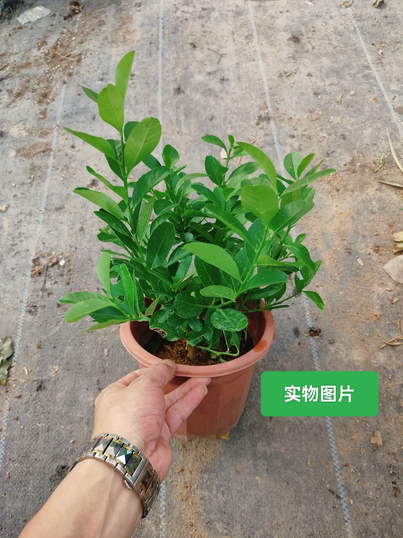 香水柠观赏绿植盆栽