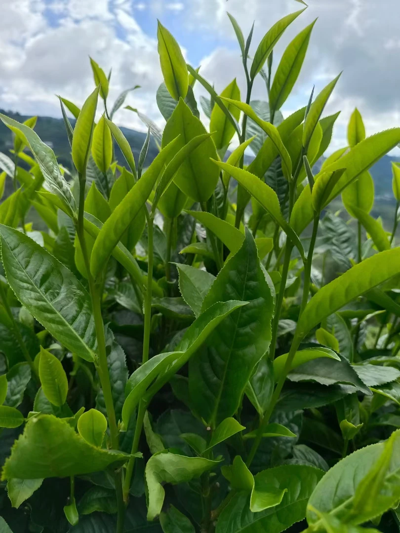 2024年春磨烈绿水塘古树晒青毛茶250克