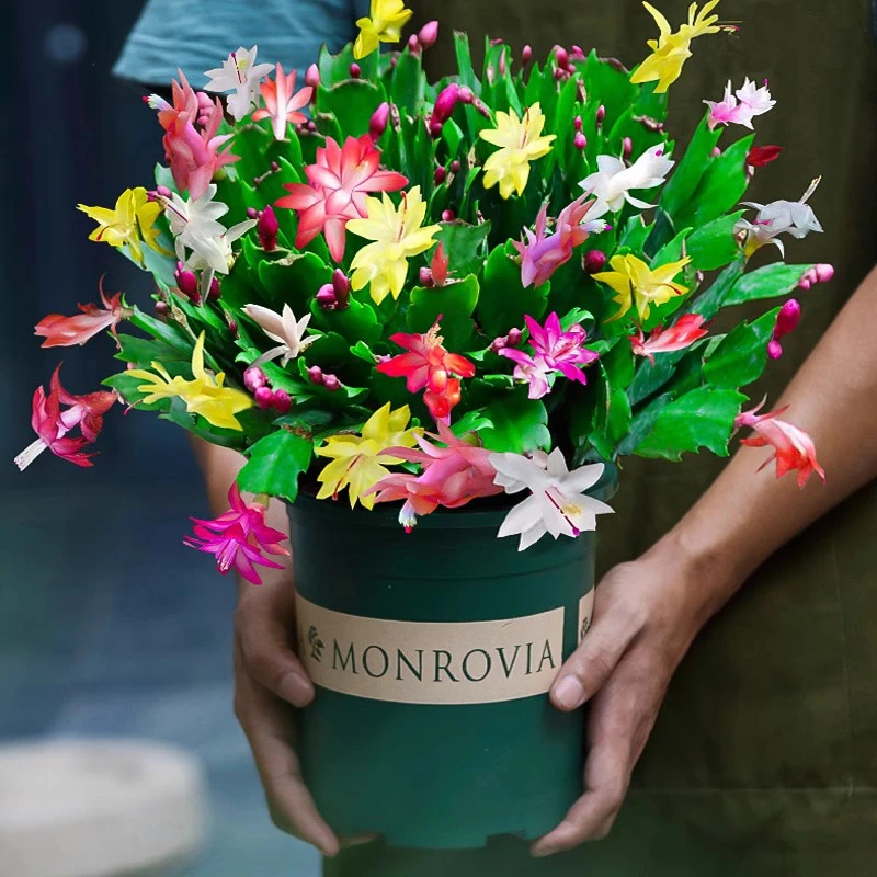 多色混栽蟹爪兰盆栽室内好养植物户外净化空气庭院带根去甲醛摆件