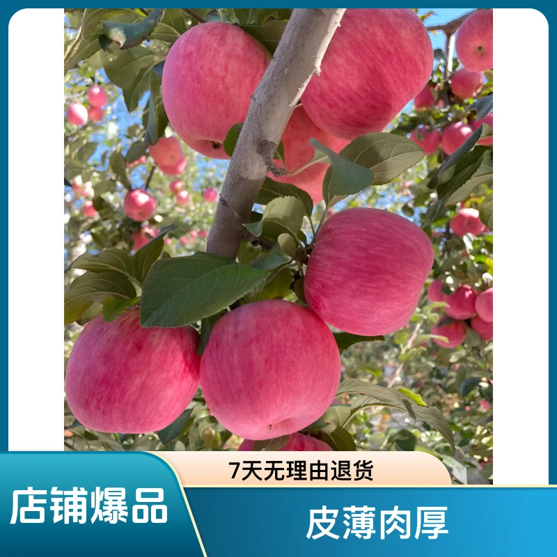 天水红富士苹果头茬高山脆甜多汁营养产地现摘现发带箱