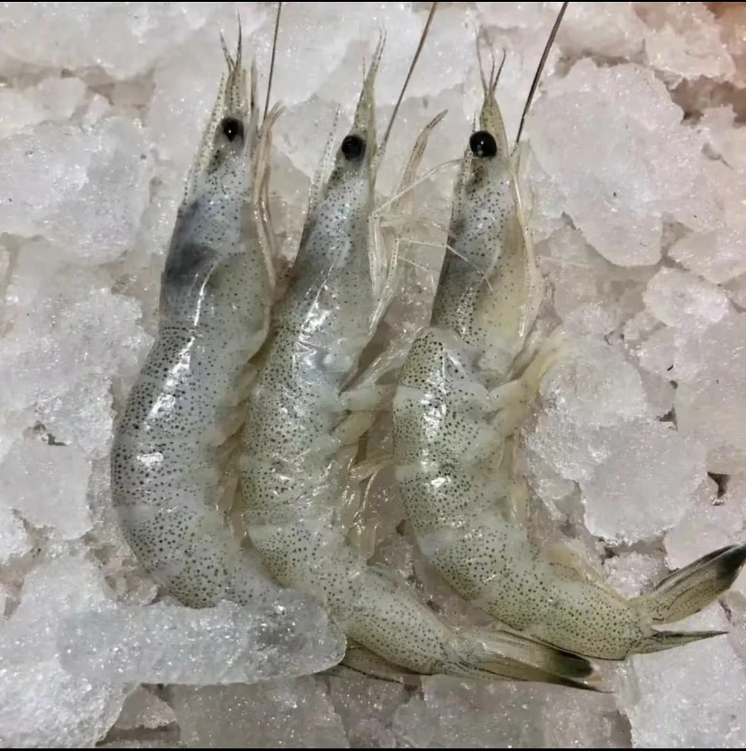 连云港发货  野生海捕  小羊毛虾5斤速冻锁鲜发货（介意掉头勿拍）