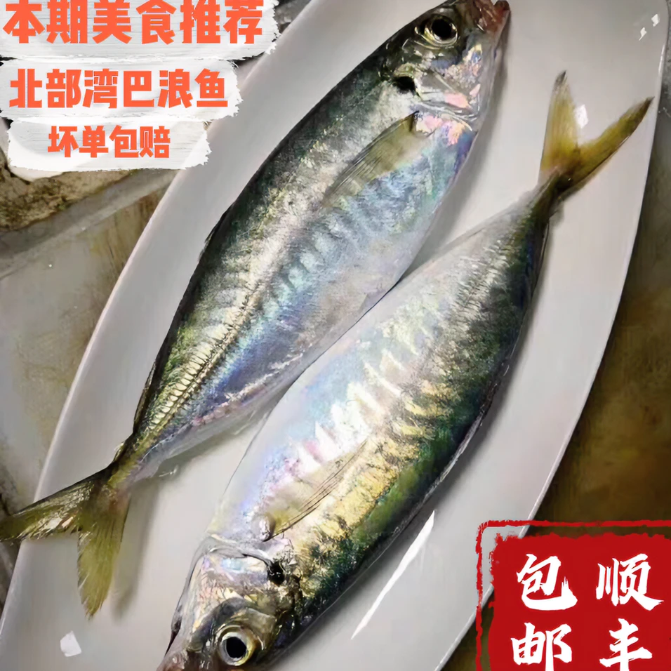 北海特产野生海捕巴浪鱼 30条每条90-110g 肉质鲜美 全国顺丰包邮