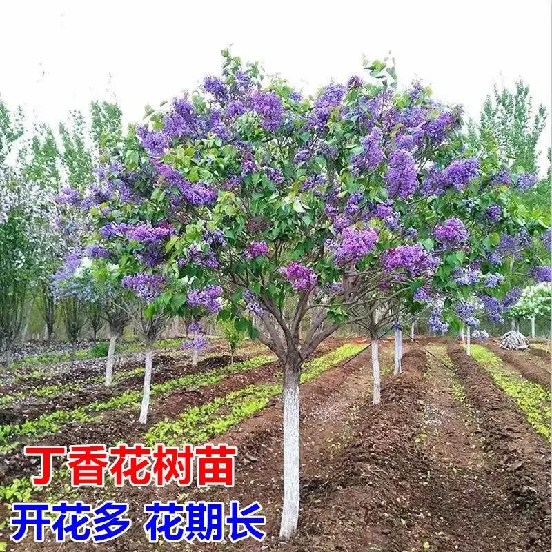 丁香花树苗紫丁香花苗盆栽花卉庭院地栽植物观赏绿化苗木当年开花